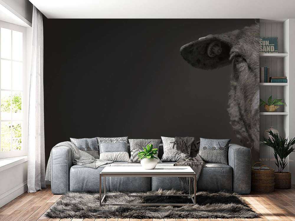 Zbliżenie na czarną i białą owcę