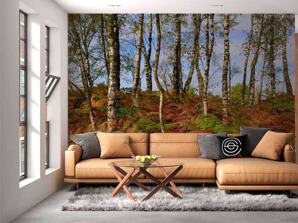 Brzozy z kolorowymi paprociami