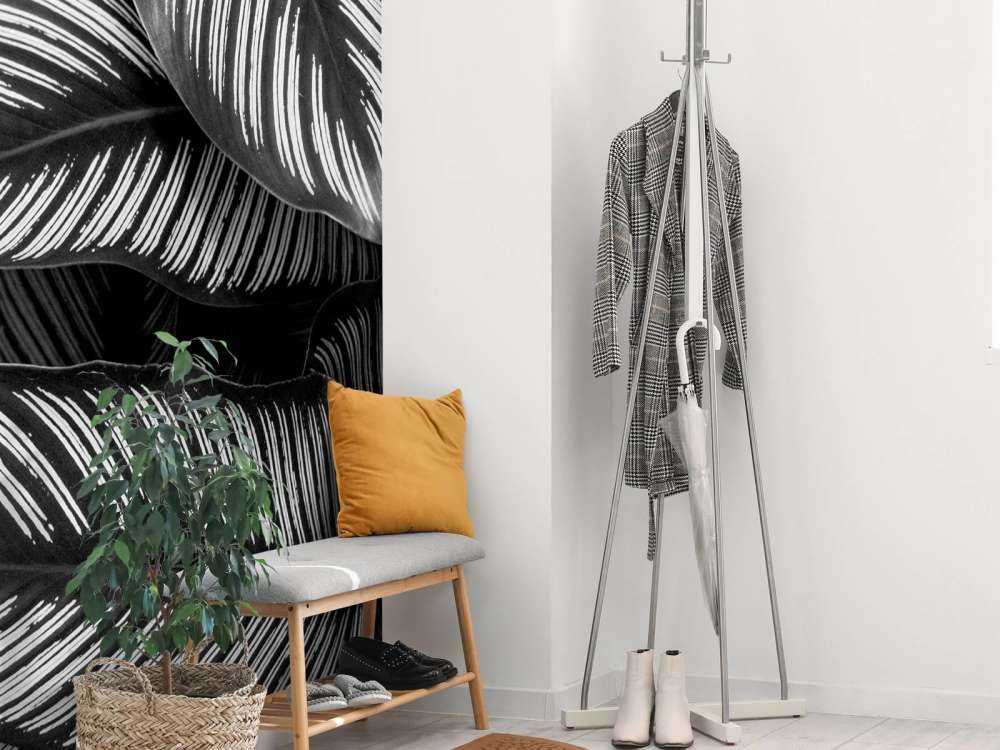 Liście palmy czarno-białej