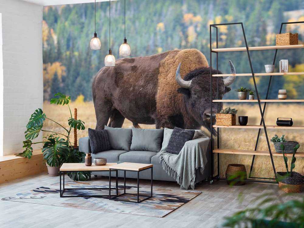 Bawół amerykański