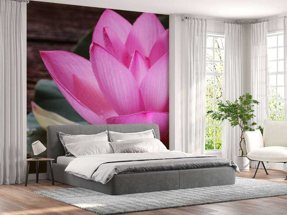 Zbliżenie różowy lotos