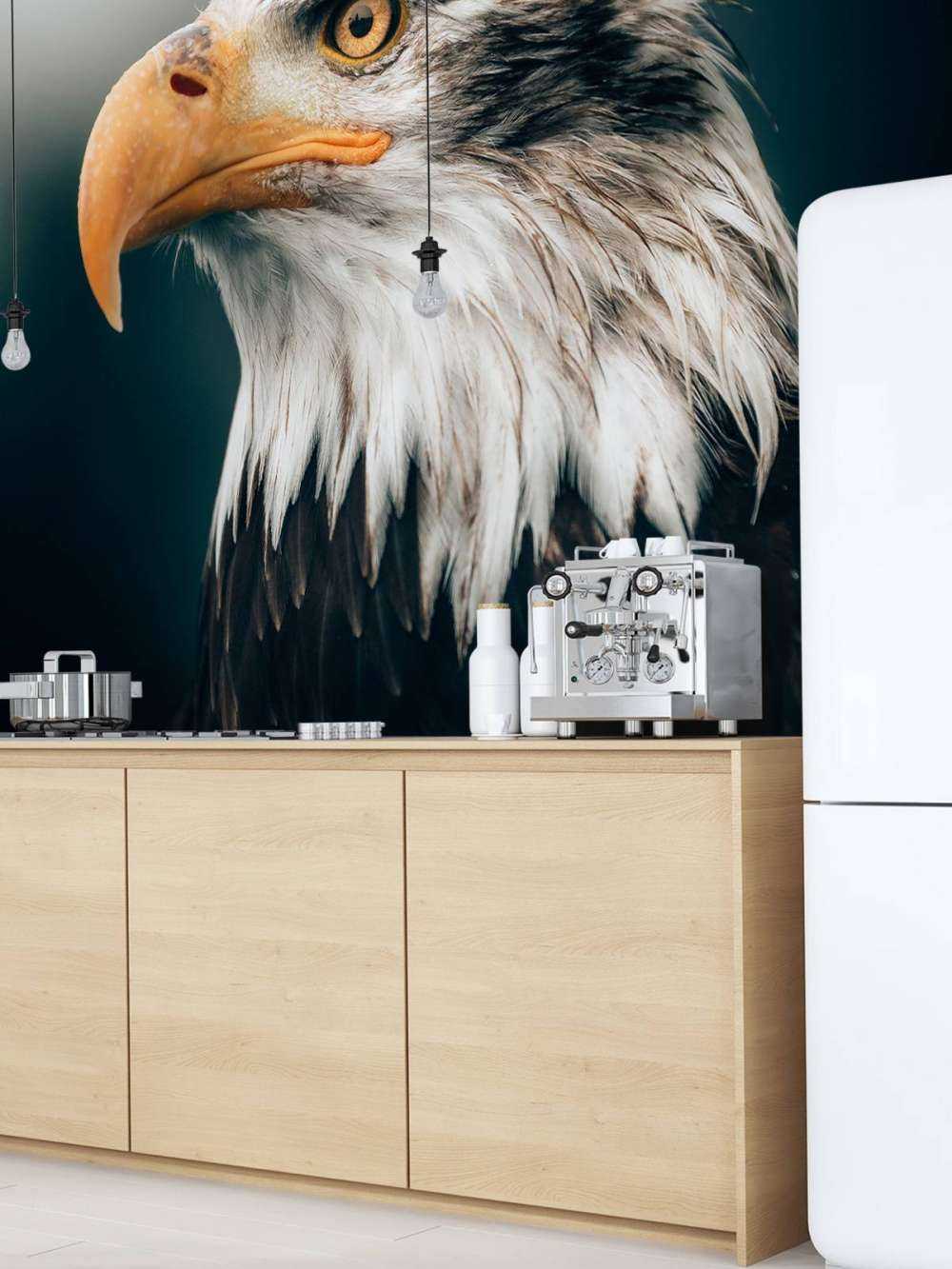 Orzeł morski w zbliżeniu