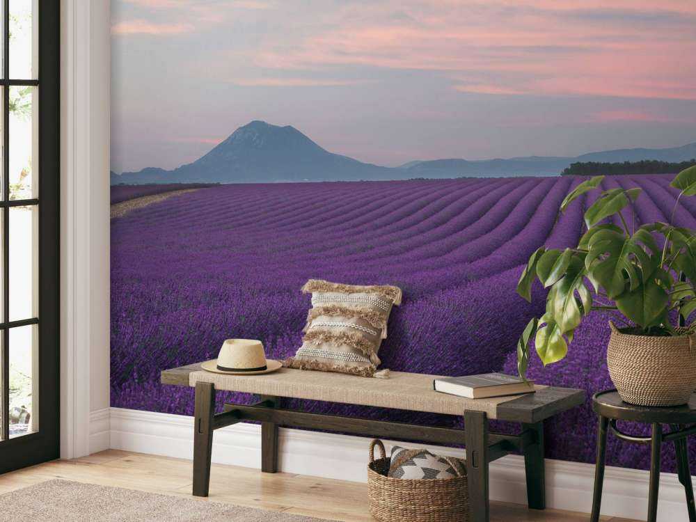 Lavender field