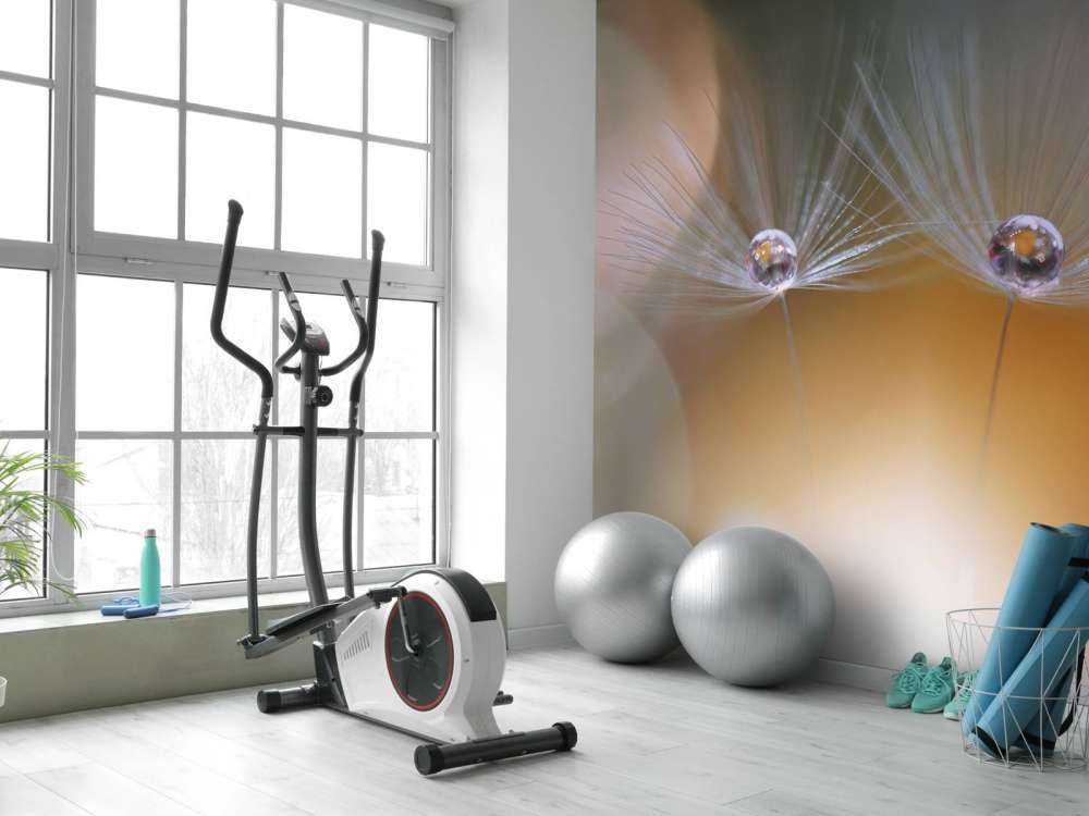 Nasiona mniszka lekarskiego