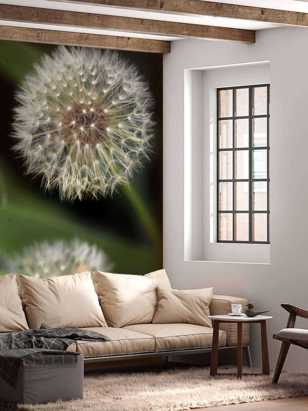 Zbliżenie na mniszki lekarskie