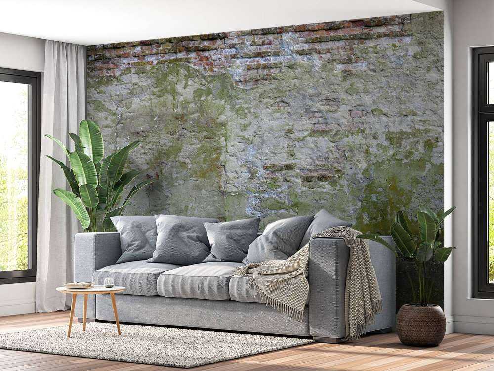 Mech na starej ścianie