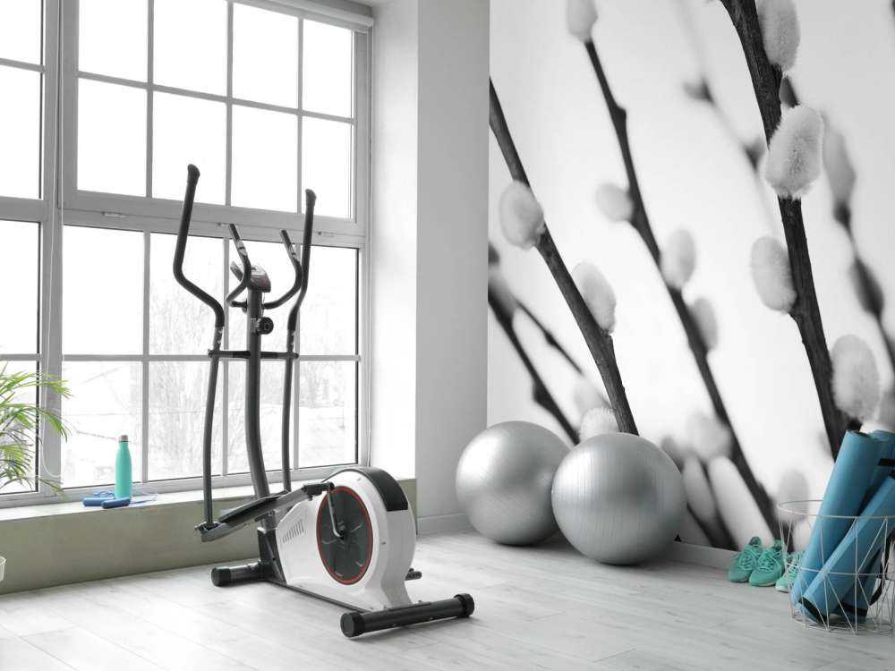 Wierzba czarna i biała