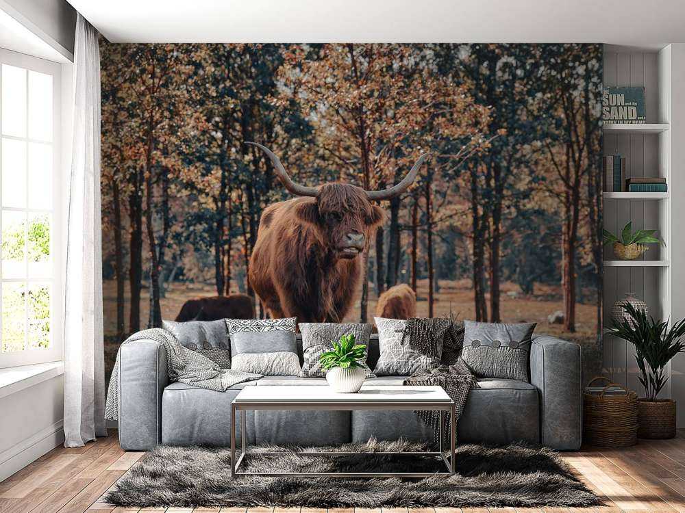 Szkocki góral na skraju lasu