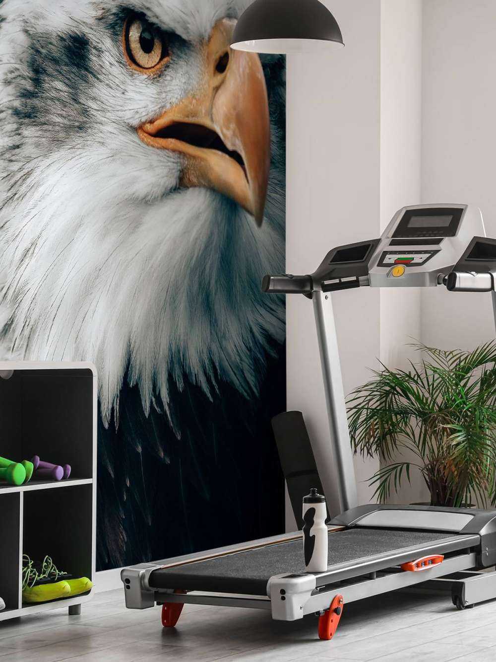 Spoglądający orzeł morski