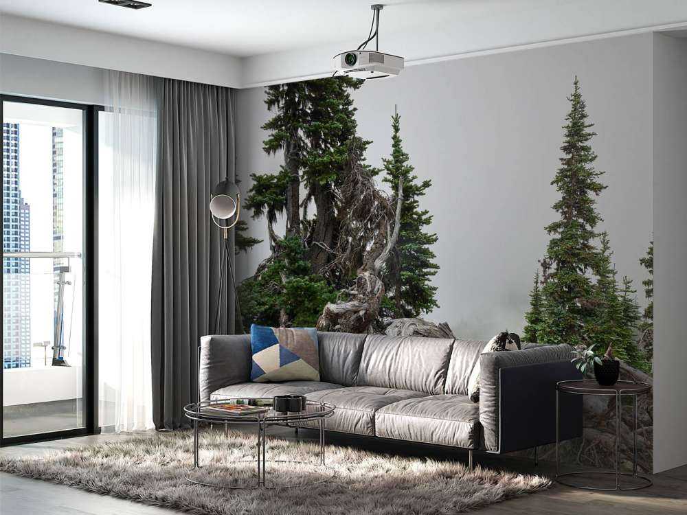 Drzewa i stare drzewa 