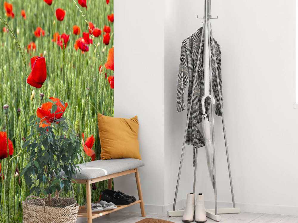 Pole czerwonych maków