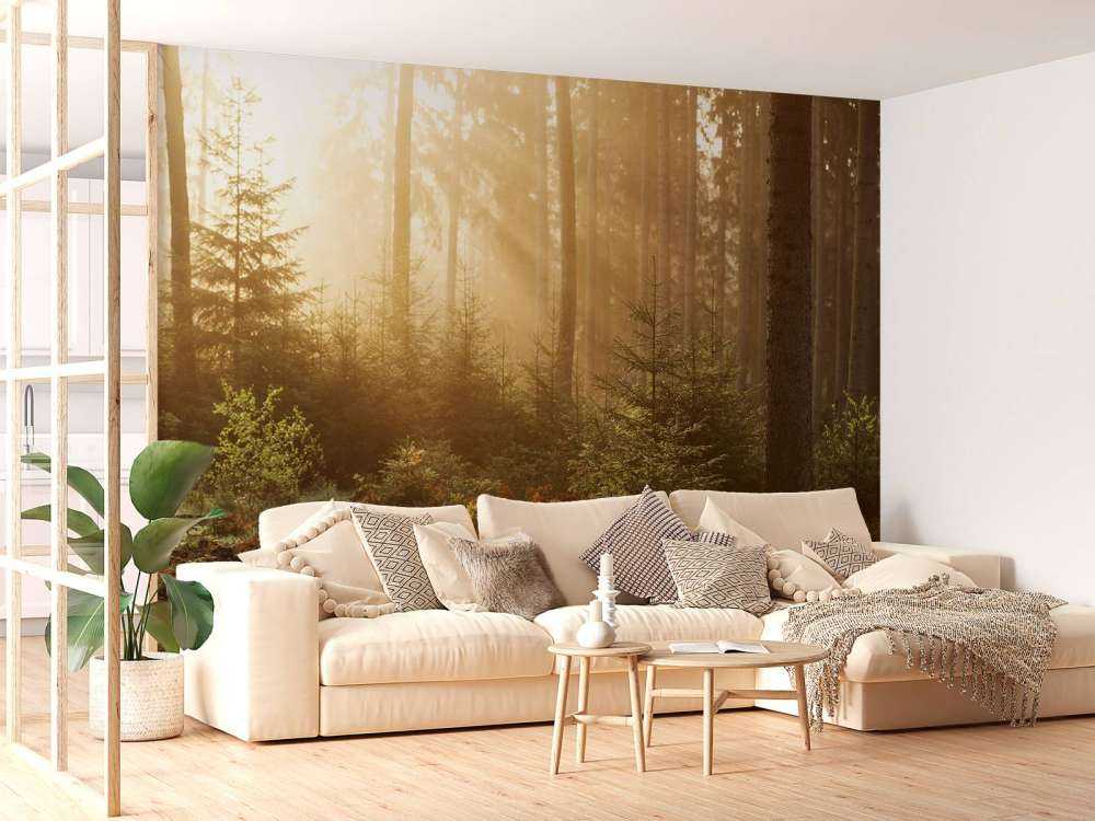 Promienie słońca przez las