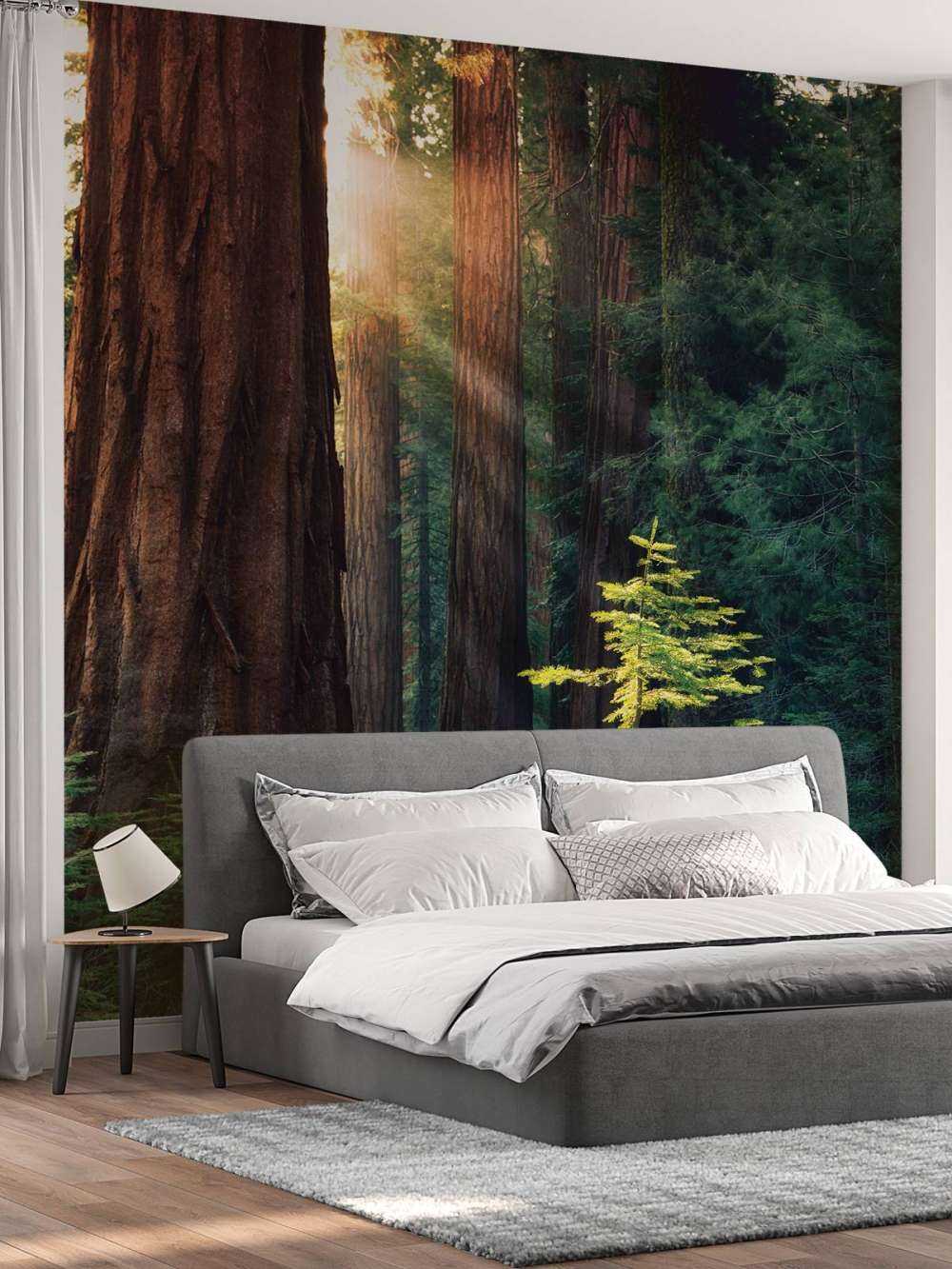 Światło słoneczne między drzewami mahoniowymi