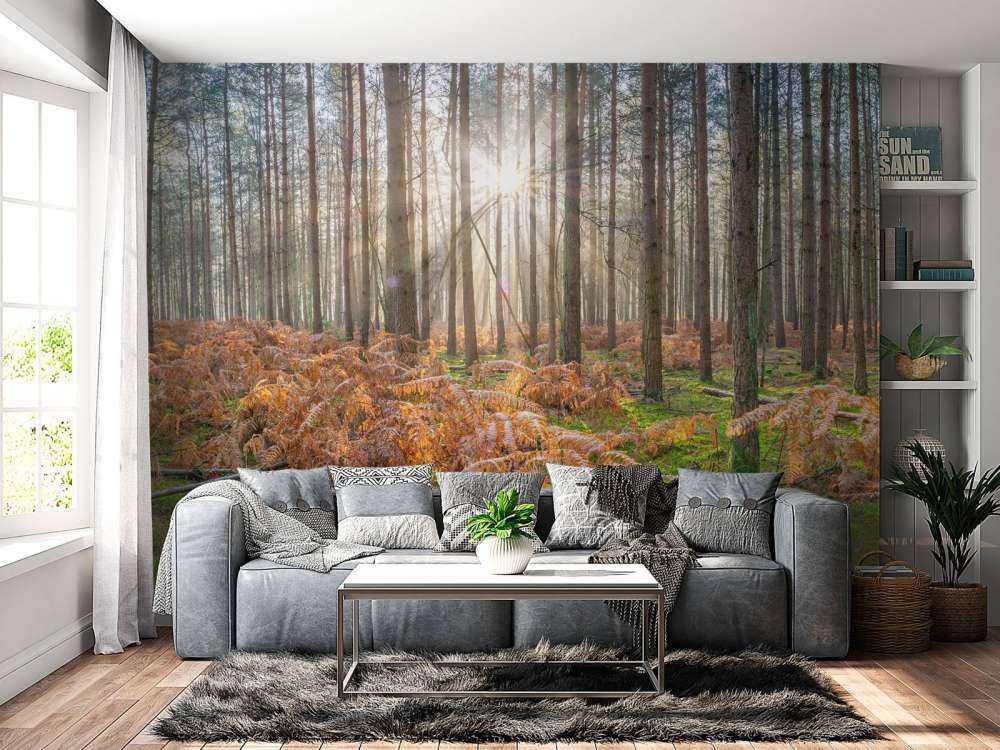 Las podczas wschodu słońca