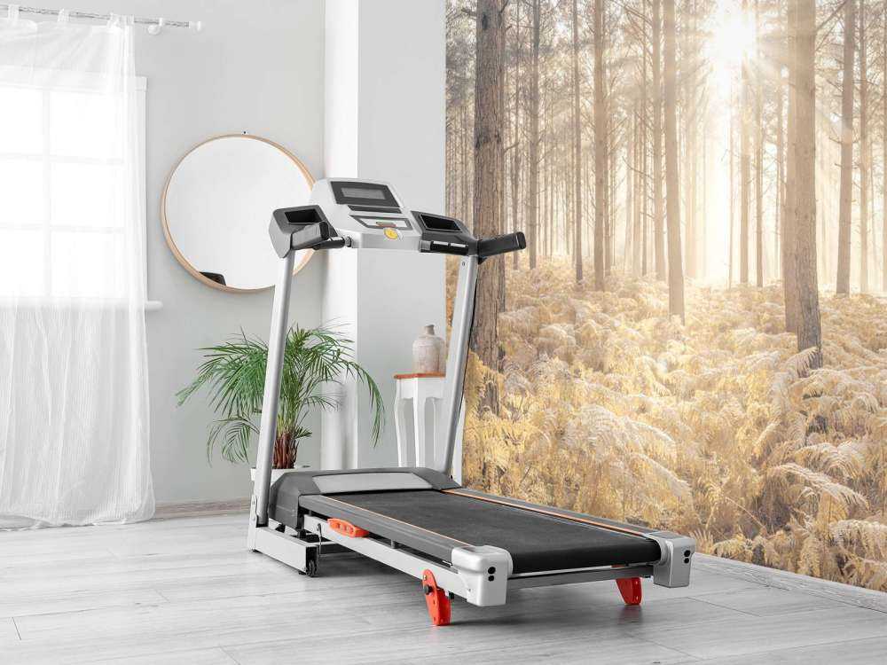 Promienie słońca w zimnym lesie