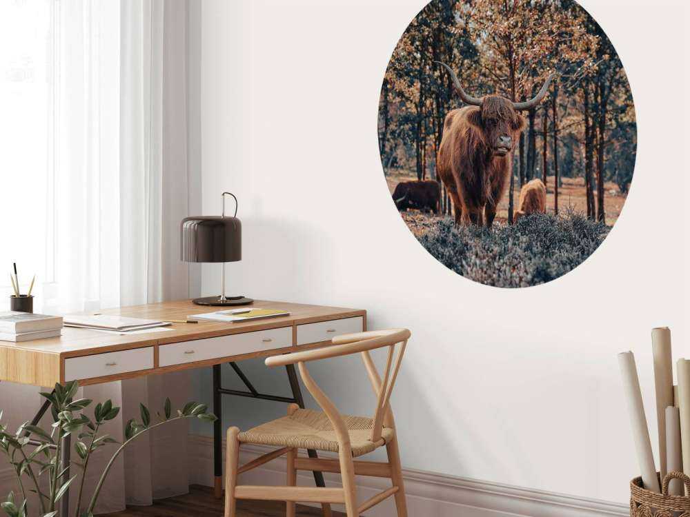 Szkocki góral na skraju lasu