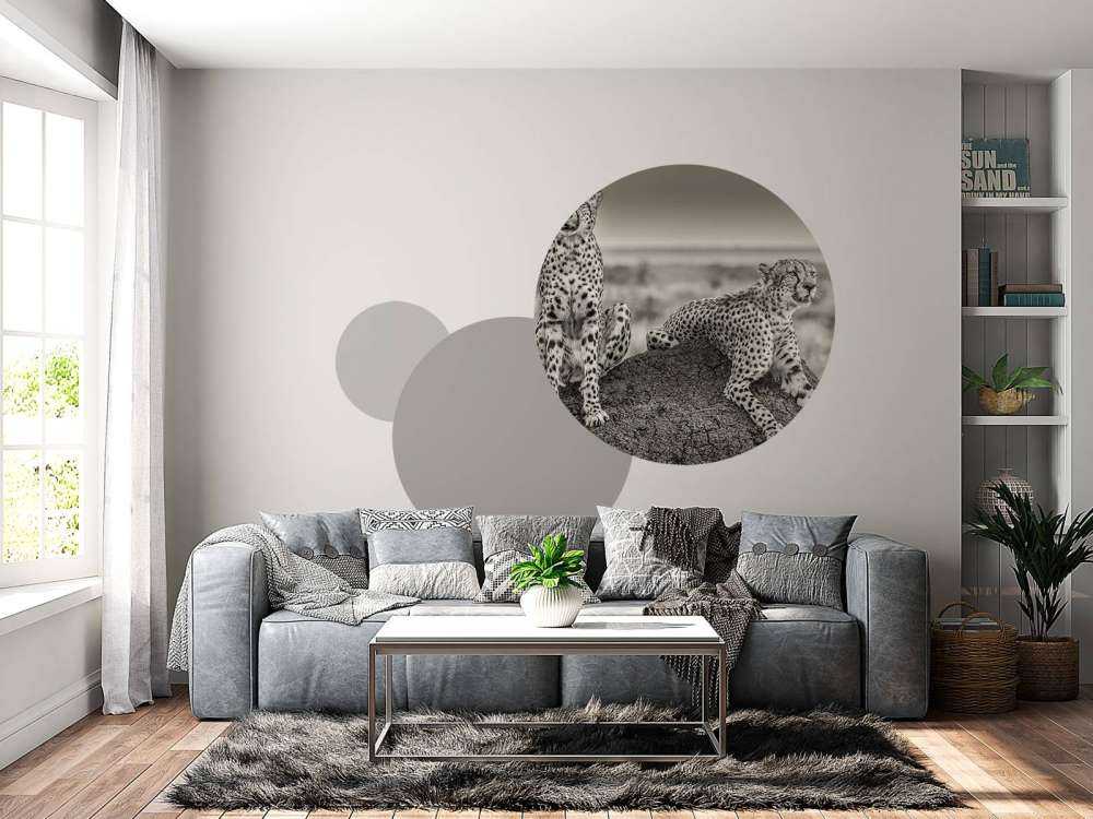 Two Cheetahs watching out