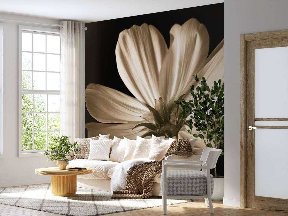 Kwiat kosmosu od dołu