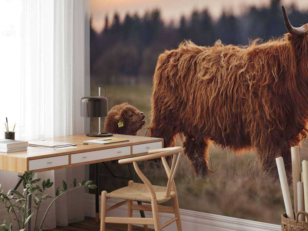 Szkockie wyżyny na łące