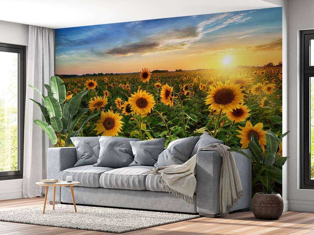 Piękne pole słoneczników