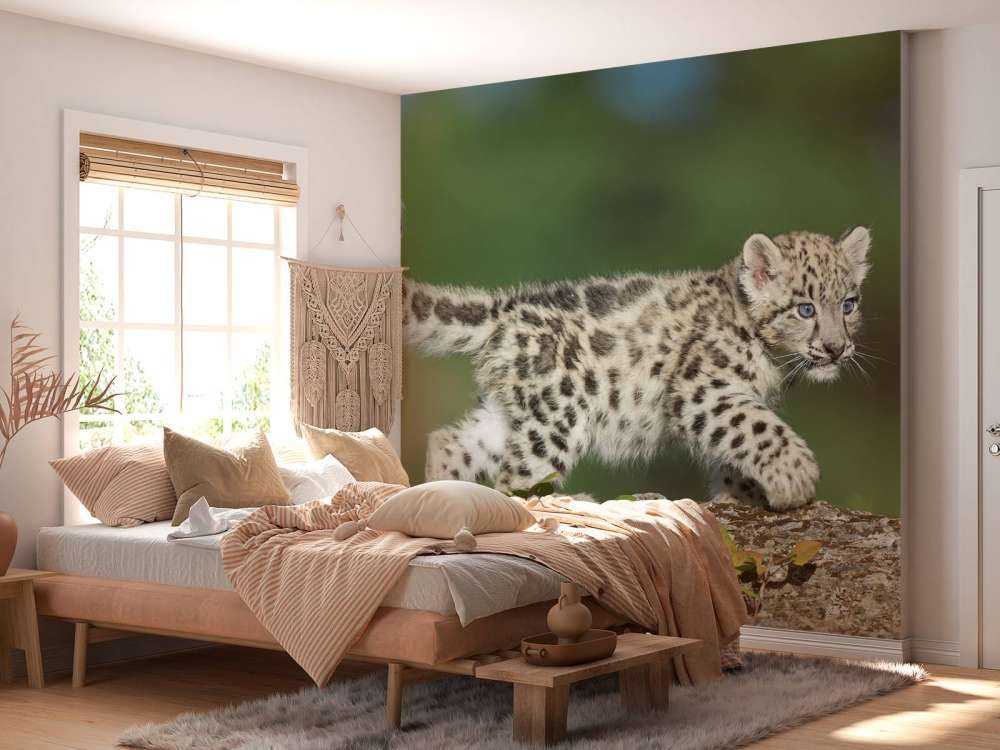 Młode pantery śnieżnej